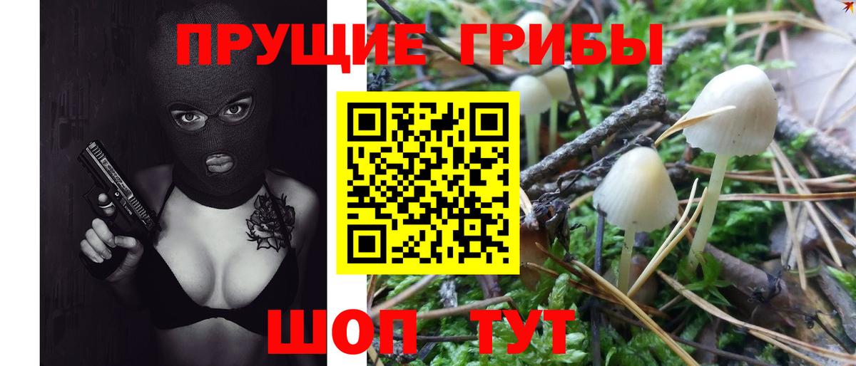 Псилоцибиновые грибы Psilocybine cubensis Кызыл